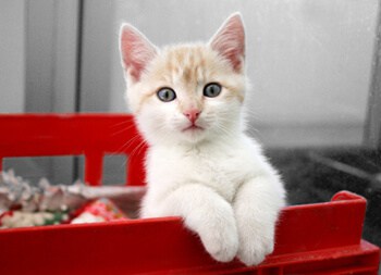 veterinary diagnostics