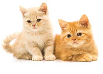 veterinary emergency care