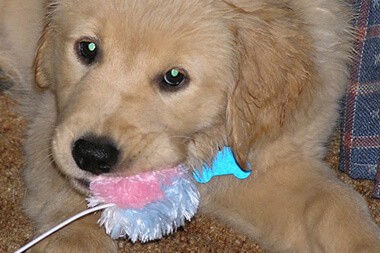 puppy & kitten care