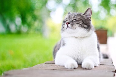 pet resources