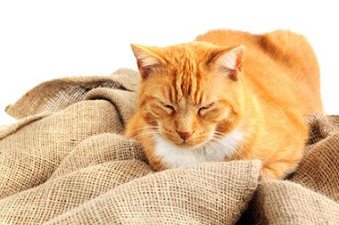 senior pet care
