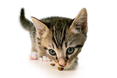 veterinary services
