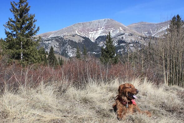 Park County Animal Hospital