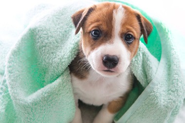 pet wellness care